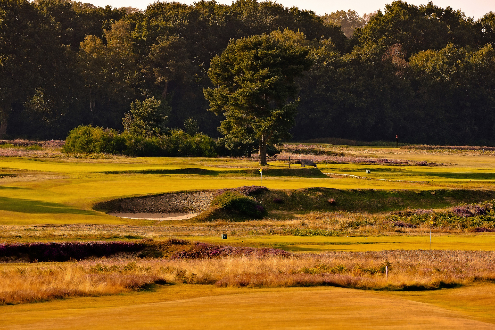 Walton Heath GC Gallery Image 2