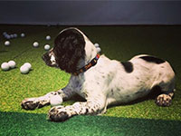 Scruffy | Scotland for Golf
